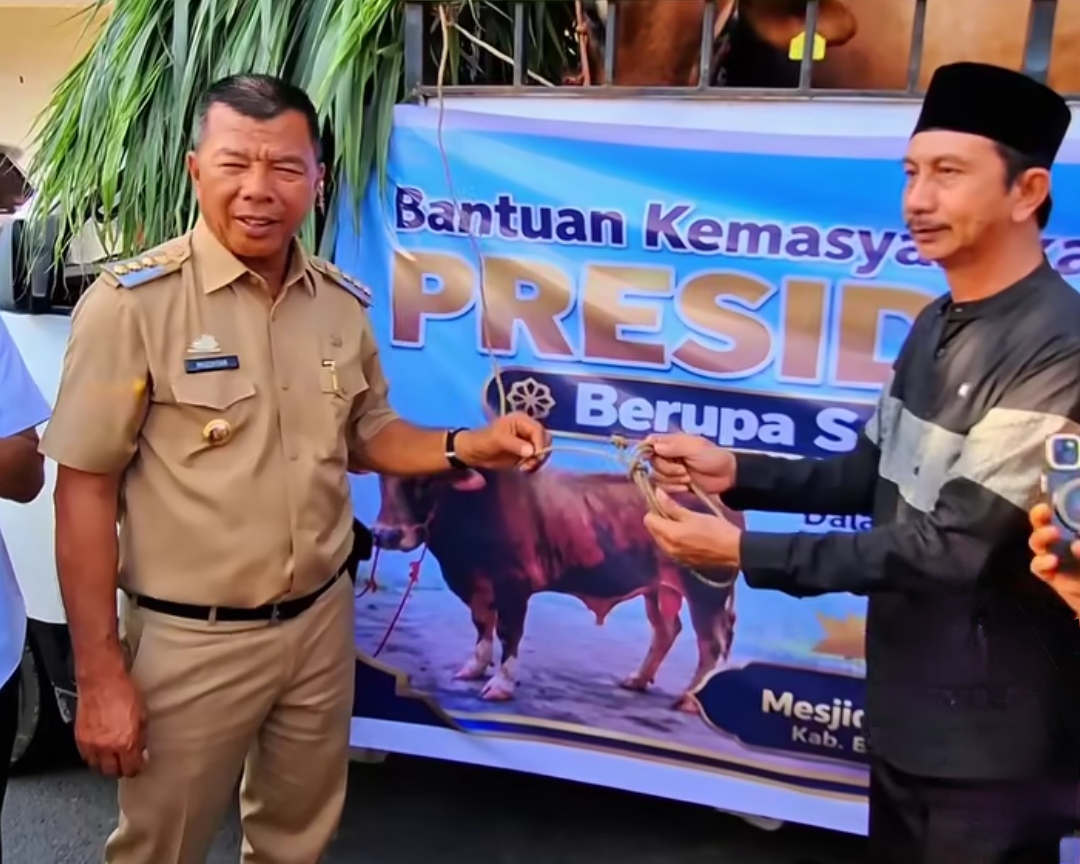 Sapi Kurban Bantuan Presiden Tiba di Bulukumba, Diserahkan untuk Jamaah Masjid ICDT